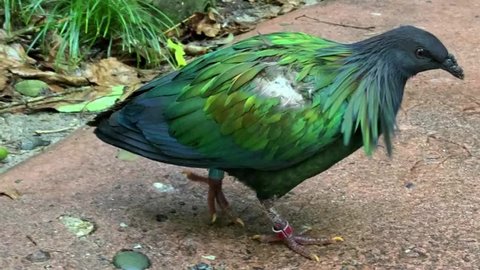 The top down, close up video of a male nicobar pigeon walking across a dirt pathway. The colorful bird has a band on its foot.