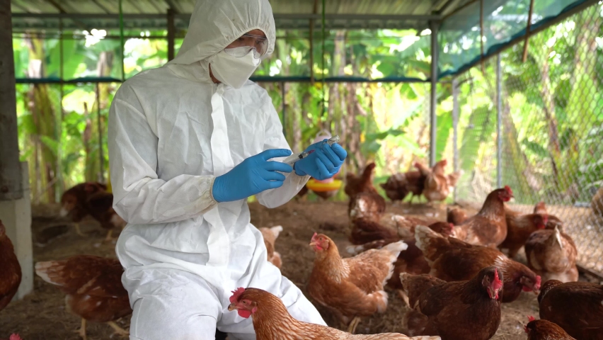 Bird flu ,Veterinarians vaccinate against diseases in poultry such as farm chickens, H5N1 H5N6 Avian Influenza (HPAI), which causes severe symptoms and rapid death of infected poultry.
 Royalty-Free Stock Footage #1090674257