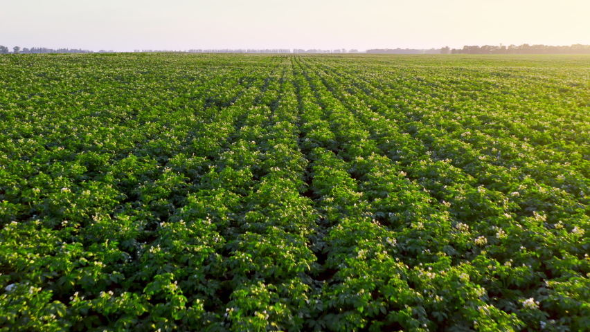 Rows of a blossom potato plant on sunset. Agriculture Food Harvest concept. Royalty-Free Stock Footage #1090676285