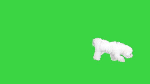 Bichon frise searching for something sniffing on a Green Screen, Chroma Key.