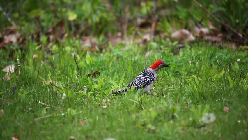 The red-belied woodpecker (Melanerpes carolinus ) looking food on a meadow