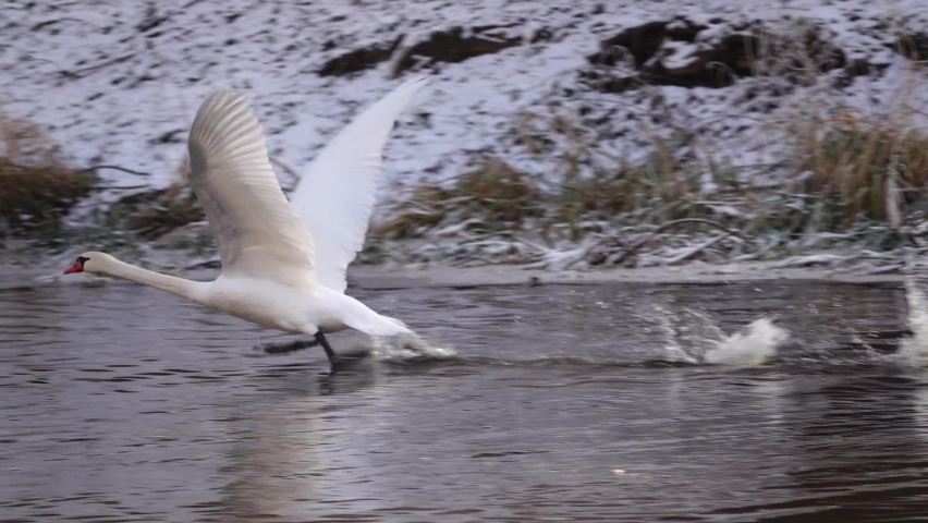 Swan takes off over water. Mute swan (Cygnus olor) is swan and member of waterfowl family Anatidae. It is native to much of Eurosiberia, and (as rare winter visitor) far north of Africa.