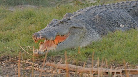 slow motion shot of a large saltwater crocodile at corroboree billabong near kakadu- recorded from a tour boat