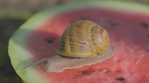 Snail on a watermelon close-up. Snail on a watermelon. Snails are eating watermelon. Snails are crawling on a watermelon.