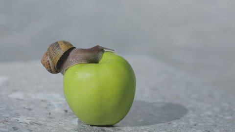 A snail is crawling over an apple. Snail on a green apple. Snail on an apple close-up.