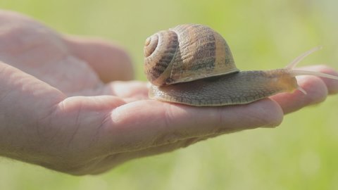 A snail on a hand close-up. A snail on a man's hand. Snail crawling on the hand