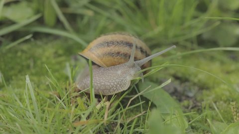 Snail in the grass. A snail crawls in the grass close-up. Helix Aspersa snail in the grass close-up. Beautiful snail in the grass close-up