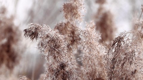 Golden reed seeds in neutral tones on light background. Pampas grass at sunset. Dry reeds close up. Trendy soft fluffy plant.