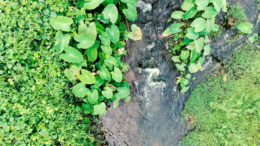 Stream water fall top view mountain hits large rock morning United States. Scenery wildlife water flowing river spring green trees forest. Travel landscape nature concept 4k copy space 2022. no people