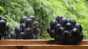 Grapes take a shower.

4K 120fps edited to 30fps.