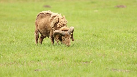 sheep ram with large horns and scruffy fleece grazing on green fresh grass
