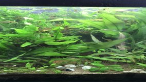 Planted Fish Tank Relaxing Home Aquarium Video