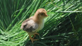 Small fluffy newborn chick stands on the green grass in the farm. Baby chickens in nature. Little Domestic birds. Housekeeping concept, poultry farming, bird care. Easter holiday