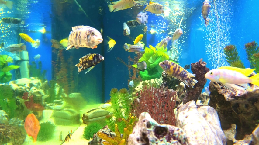 Colourful aquarium with bubbles, fresh water fish swimming around and aquatic plants | Shutterstock HD Video #1090703363