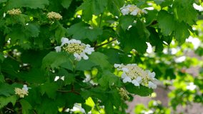 Green natural video background beautiful garden flowers of the red viburnum shrub on a bright spring day