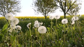 Spring glade with fluffy dandelions under small raindrops on a sunny day. Footage of nature background. Cinematic shot. Filmed in Full HD 1080p video. Slow motion clip 240 fps. Beauty of earth.