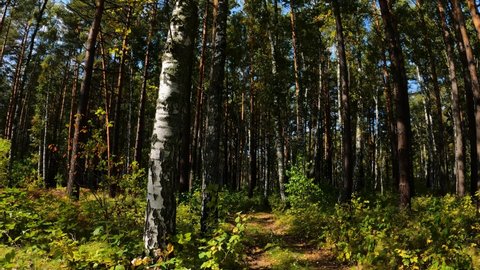 Barnaul, Russia, 31, August, 2021:
Pine and birch trees in the Siberian forest in autumn, a walk along the road in a dense forest in Siberia
