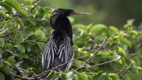 Anhinga (Anhinga anhinga) or Darter male in breeding plumage perched in bush.