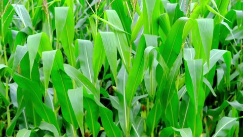 Green fodder landscape Stock Video Footage - 4K and HD Video Clips