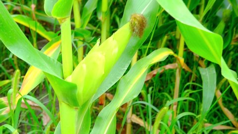 Green fodder landscape Stock Video Footage - 4K and HD Video Clips