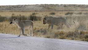 Two lions playing while crossing a road in Etosha, Namibia. High quality FullHD footage - Powered by Shutterstock - Get 15% off with code: PIKWIZARD15