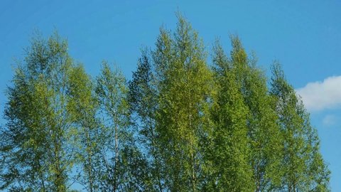 Green crowns of birches are swaying in wind on warm sunny day against background of clear blue sky. Nature of Russia, National Park. 4K slow motion footage.