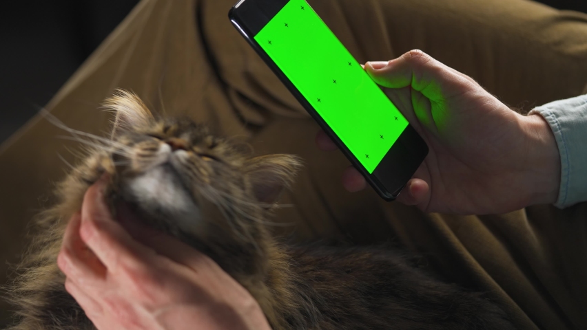 Man using smartphone with green mock-up screen in vertical mode and stroking the fluffy cat. Man browsing Internet, watching content, videos.
