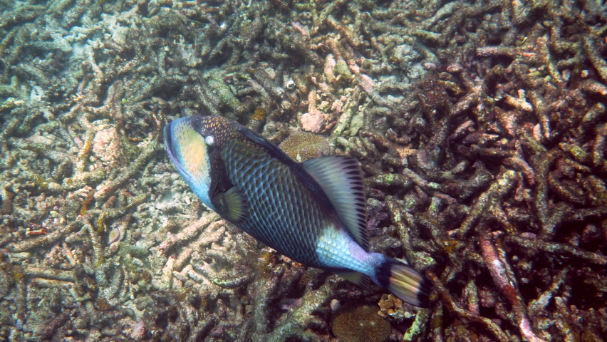 Underwater video of Titan Triggerfish or Balistoides viridescens in Gulf of Thailand. Giant tropical fish swimming among reef. Wild nature, sea life. Scuba diving or snorkeling.  Royalty-Free Stock Footage #1090730111