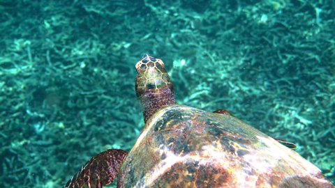 Hawksbill sea turtle at the Thailand seen while diving and snorkeling underwater. Great turtle animal, undersea marine life, tropical turtle in wild nature. 