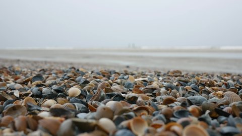 Coast of the North Sea. In the foreground, in focus, a lot of multi-colored shells. In the blurred background, sea waves and people walking along the shore on a cloudy spring day. Static shot.