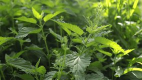 Video of a plant nettle. Nettle with fluffy green leaves. Background Plant nettle grows in the ground. Nettle on a natural background