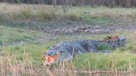 tracking shot of a huge saltwater crocodile at corroboree billabong near kakadu