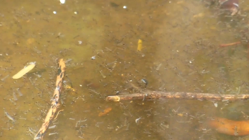 There are small fish and they are swimming in the water