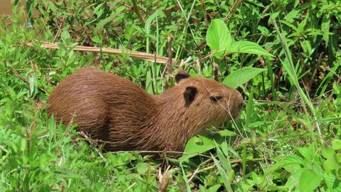 Capybara Puppy Feeding Brazilian Wetlands Stock Footage Video (100% ...