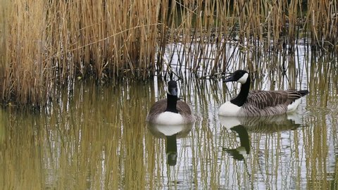 Pair of Canada Geese ( Branta canadensis ) On a Pond. 