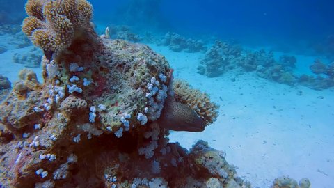 4k video of a Giant Moray Eel (Gymnothorax javanicus) in the Red Sea, Egypt