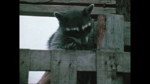 1980s: raccoon climbs up fence post. Pink piglets in pen. Sleeping piglets. Raccoon runs through farm yard. Chickens, pigs, and cows eat food on farm. Goat and Shetland pony on farm.