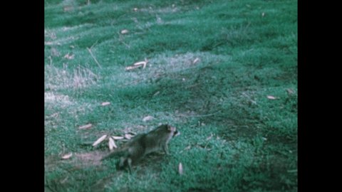 1980s: raccoon runs across grass. Raccoon sits on rock. View of city from rock. Raccoon’s view of gutter and city street.