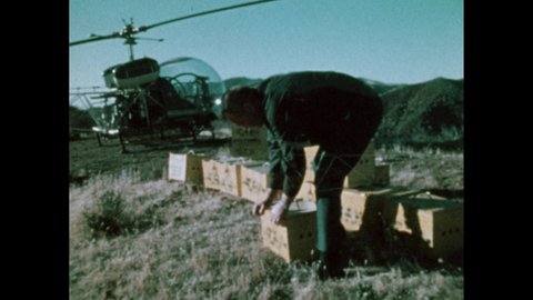 1980s: man by helicopter releases raccoons from wooden boxes. Raccoons eat grass in meadow.