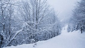 Snow falling down on forest trees in mountains.Beautiful 4K ultra hd video clip filmed in cold winter day in Carpathian mountain park.Footage of snowy season in highland national park filmed in 4K