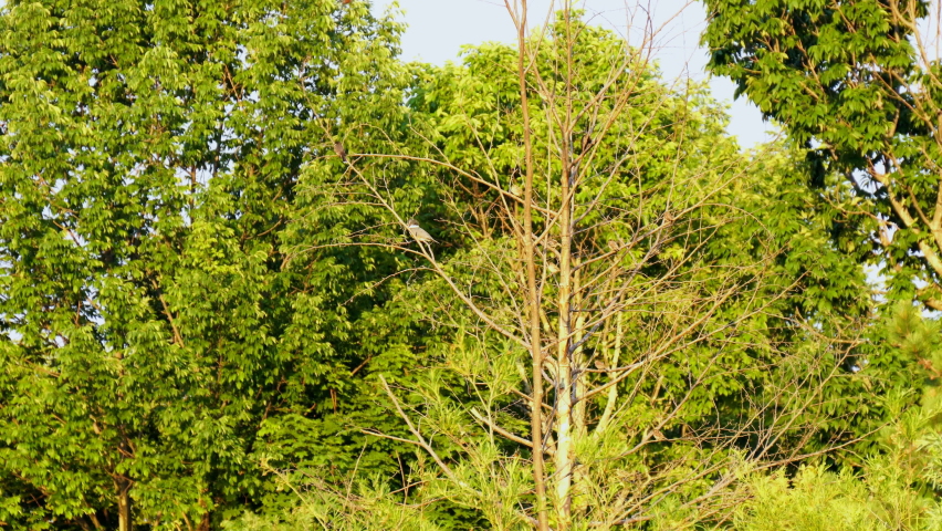 Many small birds perching and hopping on a tree, including kingfisher, king bird, some warblers and song birds