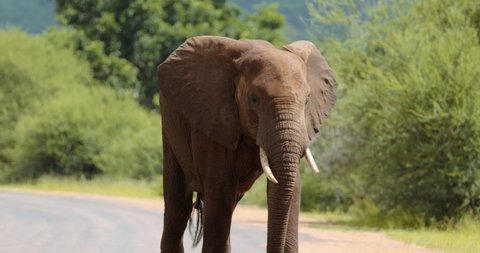 Confident male elephant walking towards us in the road. Kruger Park safari. High quality 4k footage