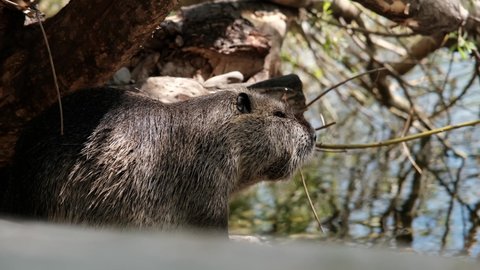 Muskrat sits on lake shore and scratches its belly on a sunny summer day.