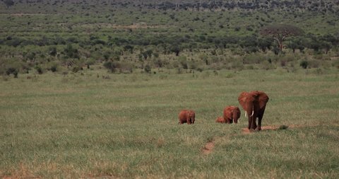 An elephant family walks in the savannah of East Tsavo