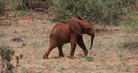 An elephant walks in the savannah of Tsavo East