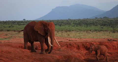 An elephant walks in the savannah of Tsavo East