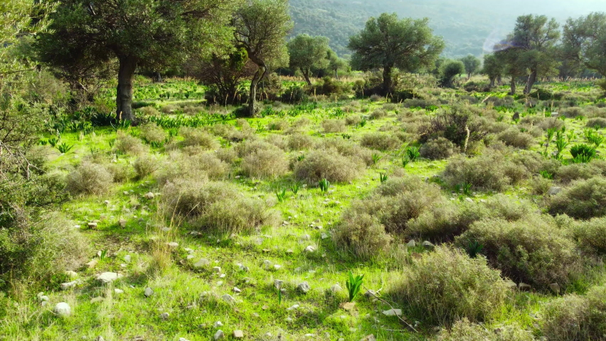 Summer forest Aerial landscape, Beautiful large Olive tree and green grass in the field. Cyprus at sunny weather, Pure nature concept