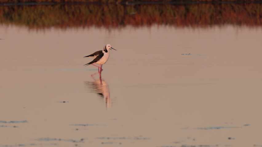 a slow motion sunset shot of a pair of pied stilt wading at kooragang wetland of nsw, australia Royalty-Free Stock Footage #1090750147