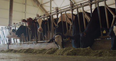 Cinematic shot of ecologically grown cows used for biological milk products industry are eating a hay in cowshed on farm with a sun shining.