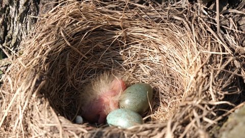 A blackbird's nest with eggs and a newly hatched bird in the thickets. Hatching from eggs. The birth of a bird.